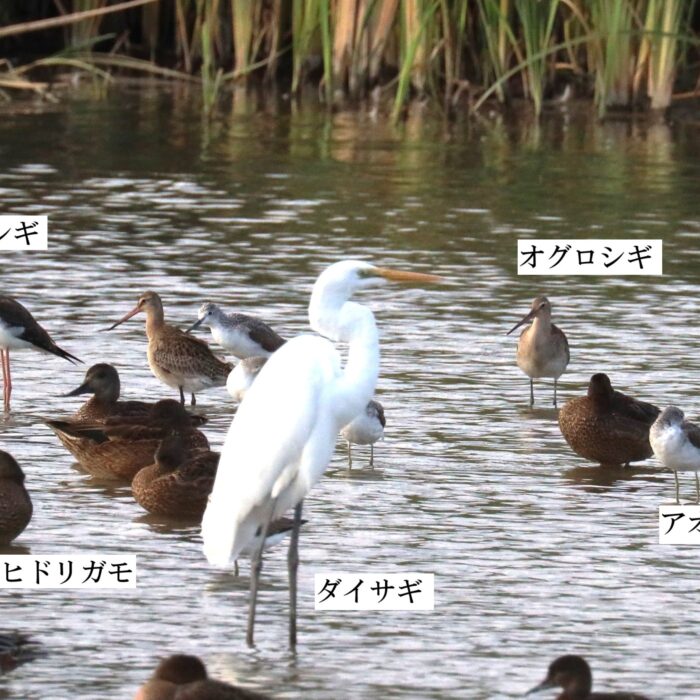 いろんなシギが集まる