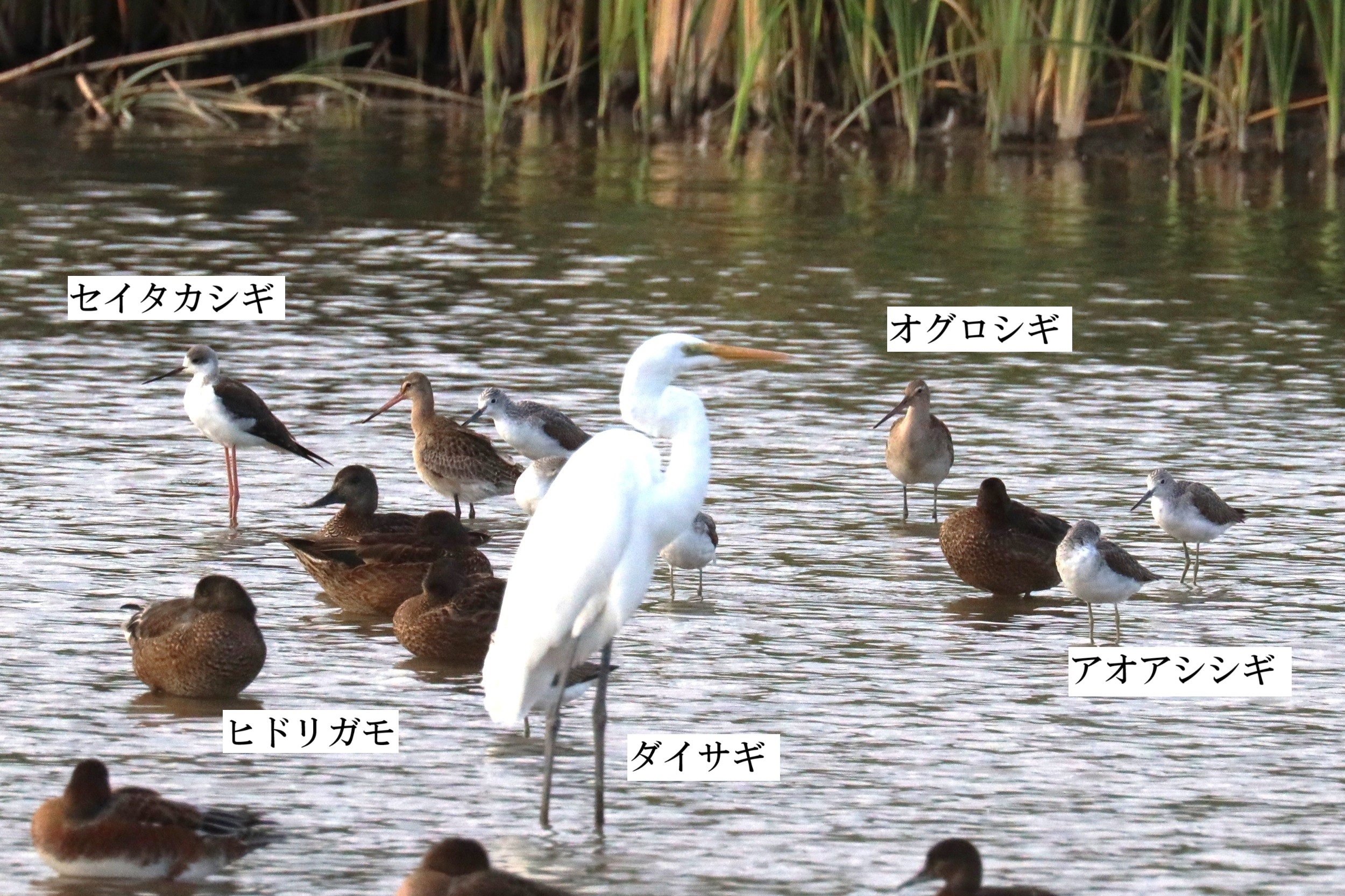 いろんなシギが集まる
