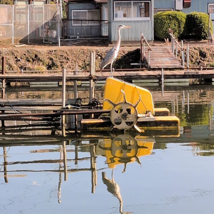 アオサギの雄姿