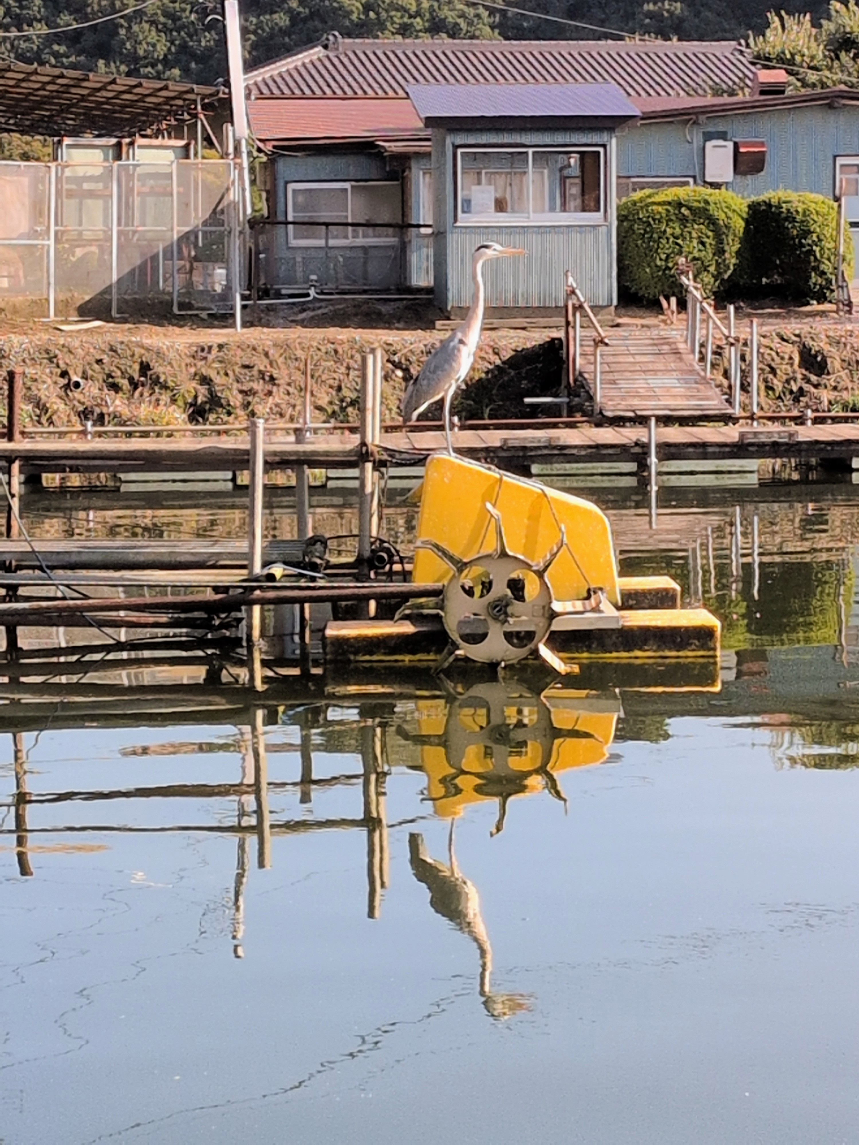 アオサギの雄姿