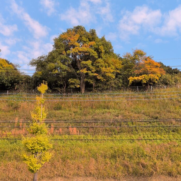 秋真っ盛りの黄葉