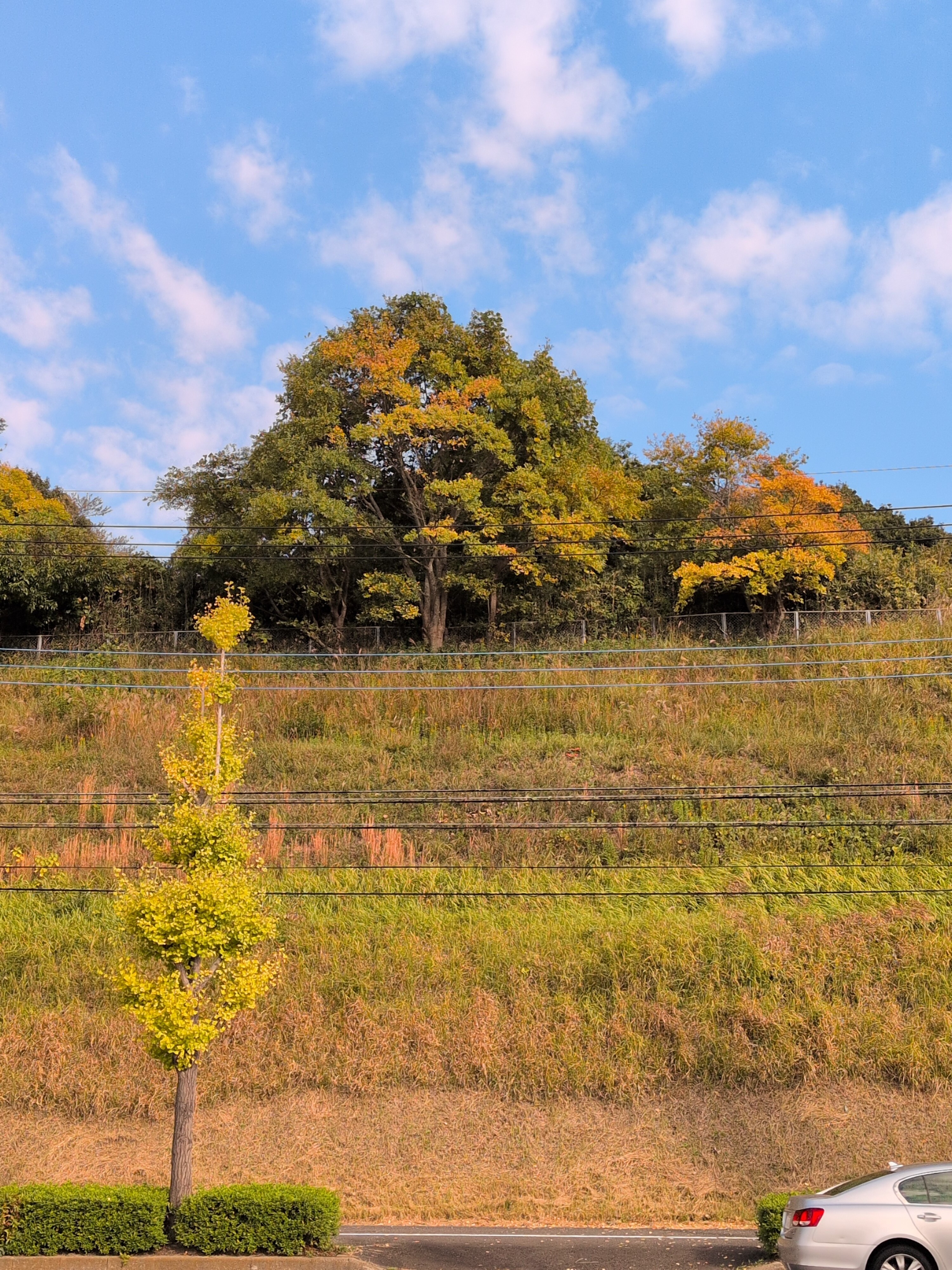 秋真っ盛りの黄葉