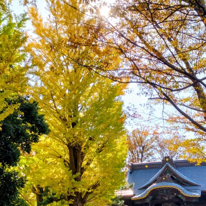 八坂神社の御神木