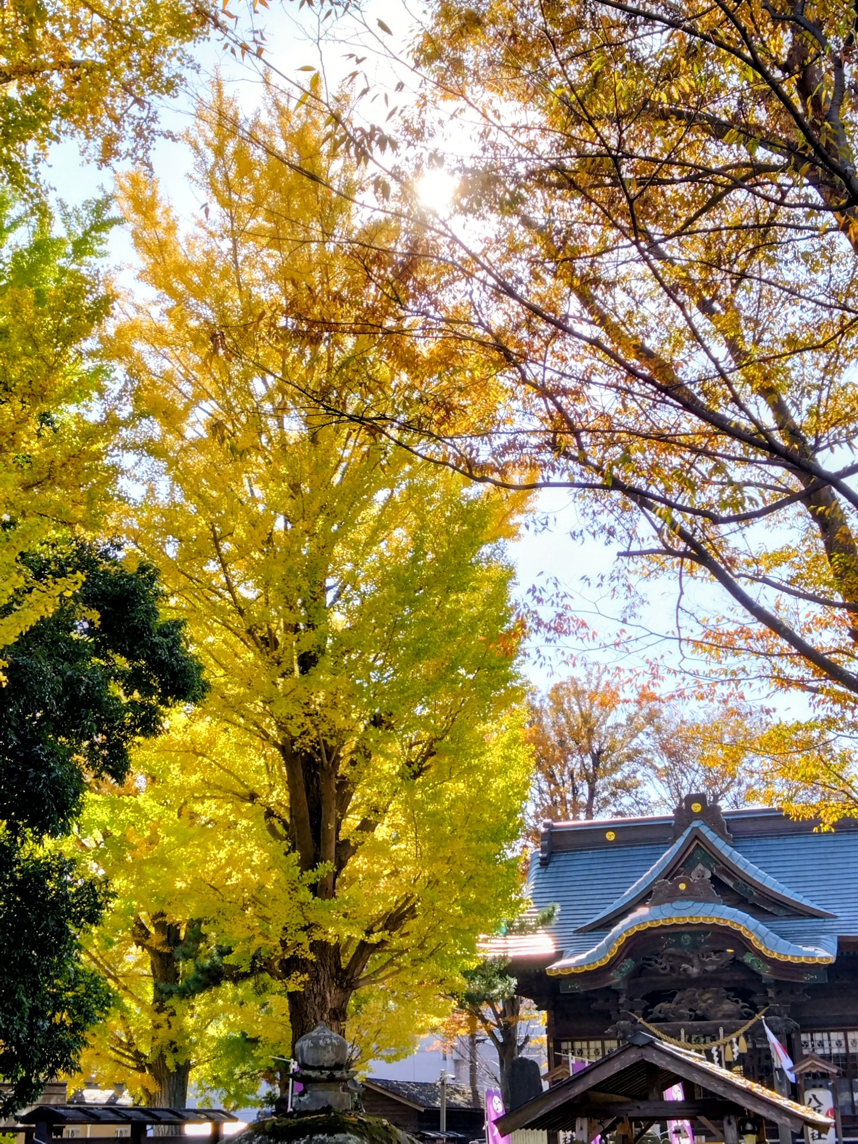 八坂神社の御神木