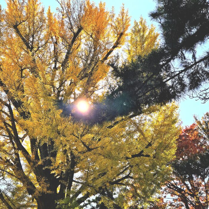 秋の八坂神社(スマホ写真講座)