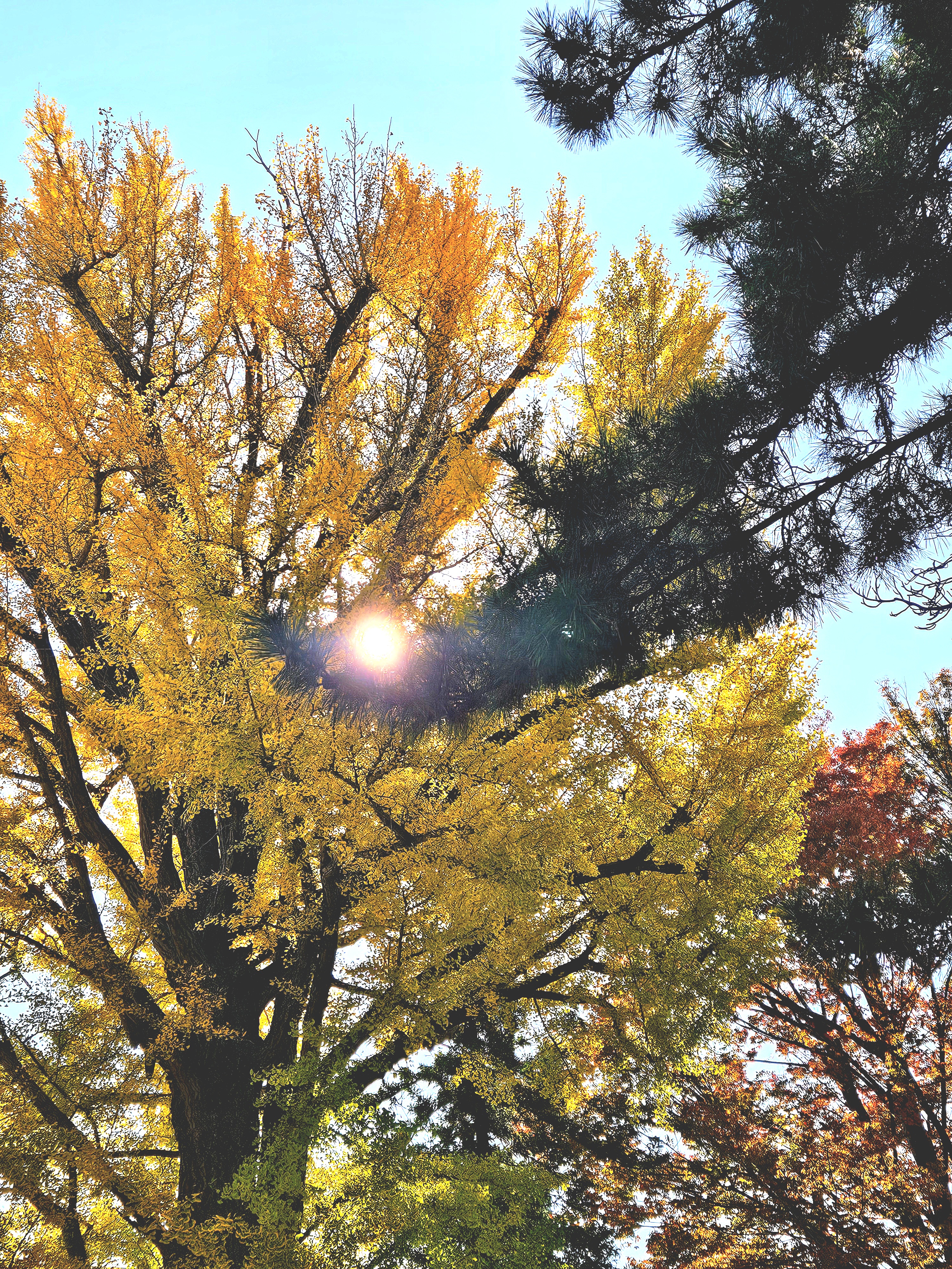秋の八坂神社(スマホ写真講座)