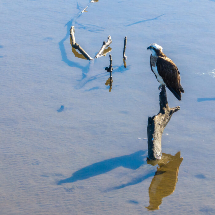 取手に住む野鳥。