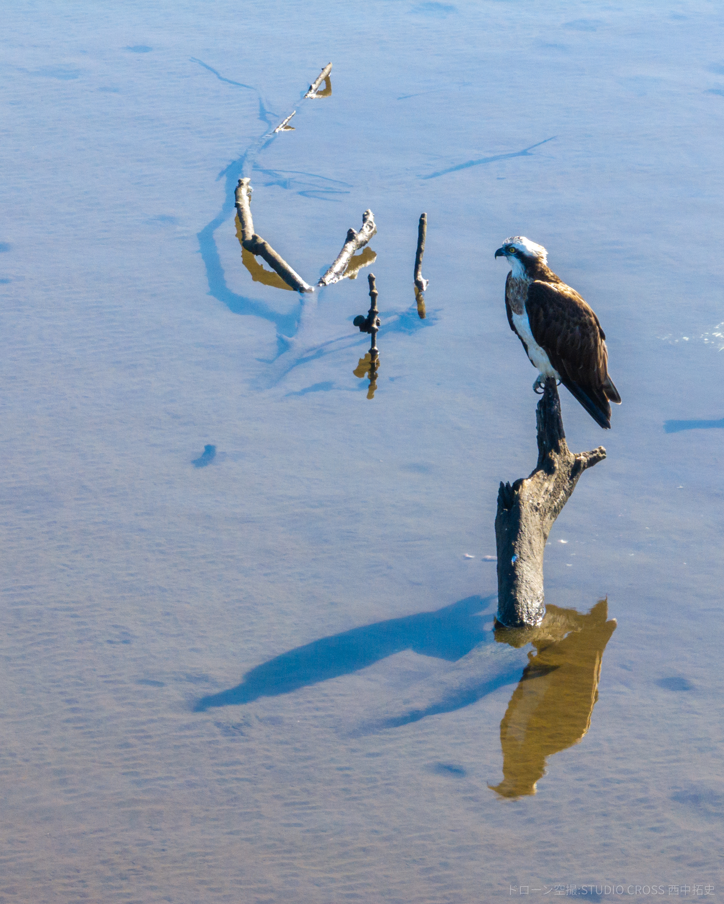 取手に住む野鳥。