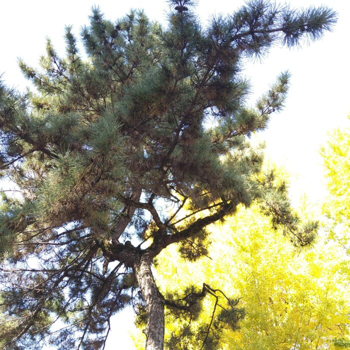 晩秋の八坂神社