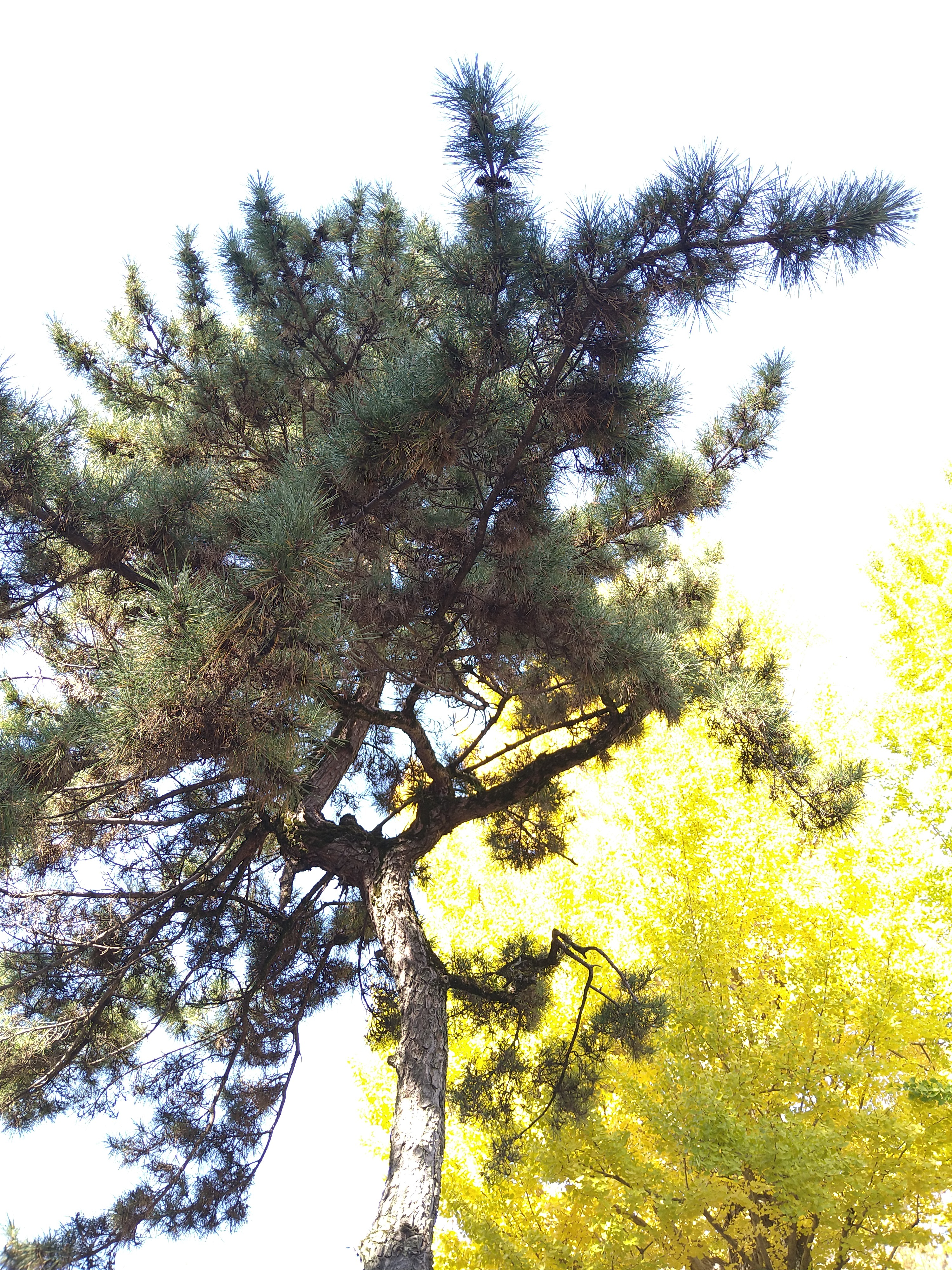 晩秋の八坂神社