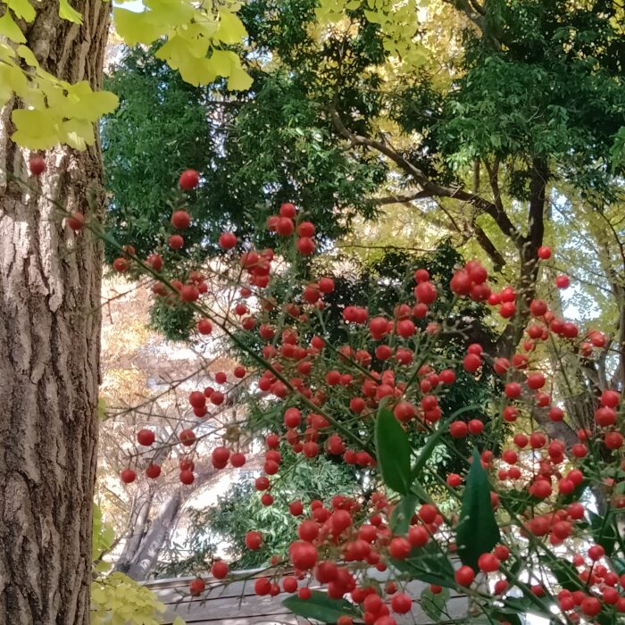 八坂神社で見つけた秋