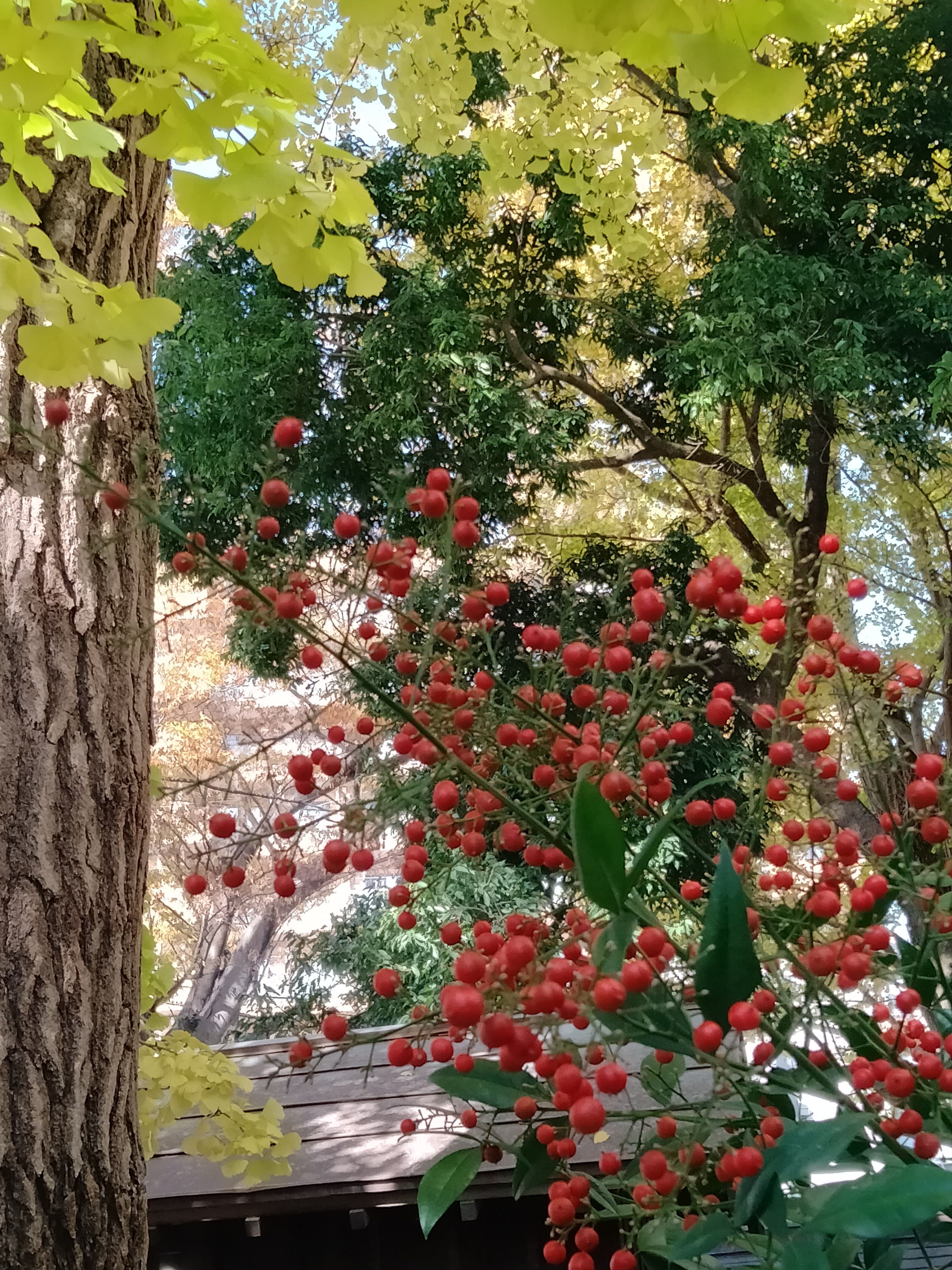 八坂神社で見つけた秋