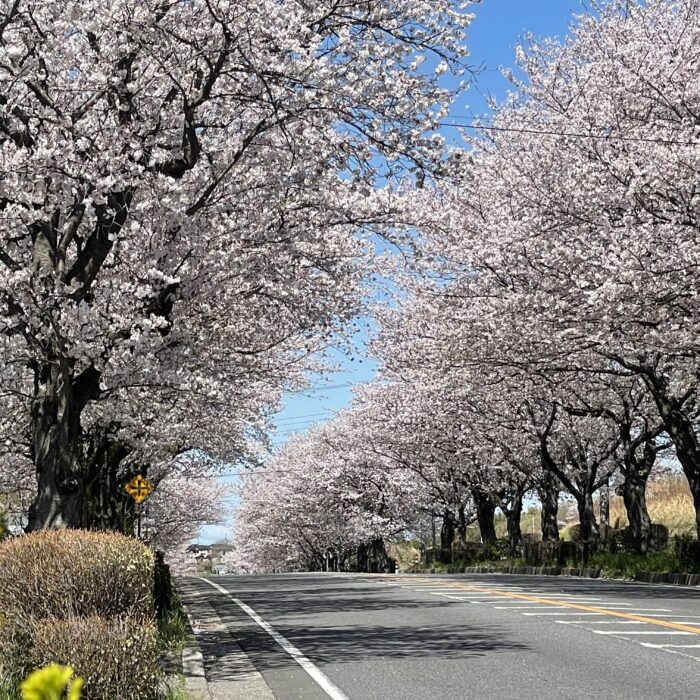 待ち遠しい、春！