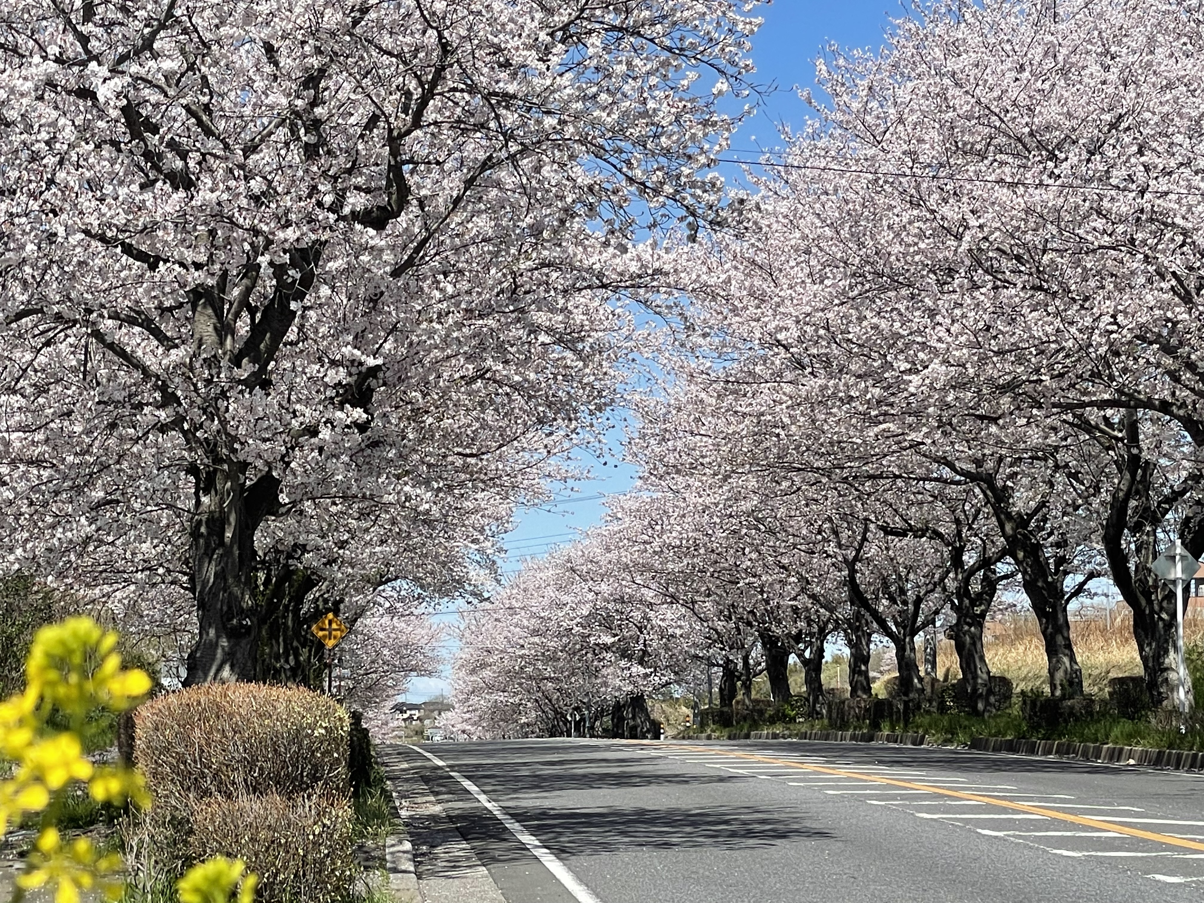 待ち遠しい、春！