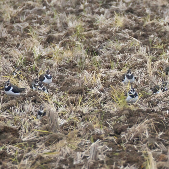 タゲリ「集団の塒（ねぐら）」