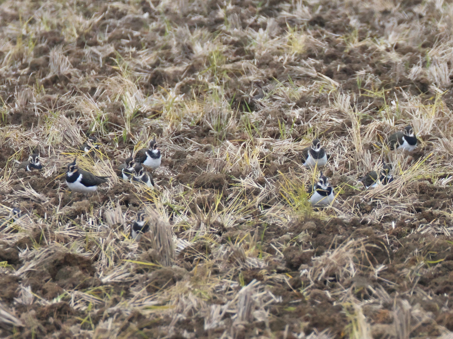 タゲリ「集団の塒（ねぐら）」