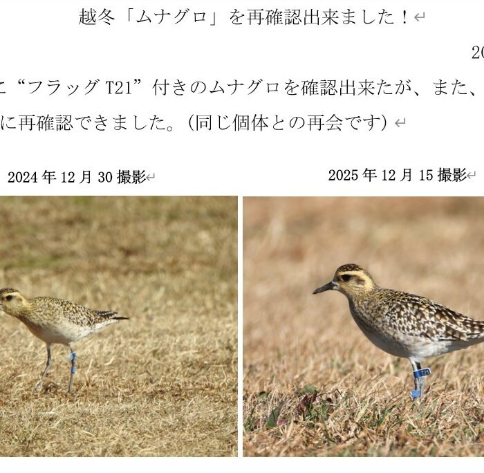 越冬ムナグロと1年ぶりの再会