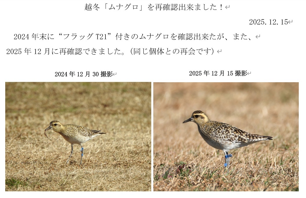 越冬ムナグロと1年ぶりの再会