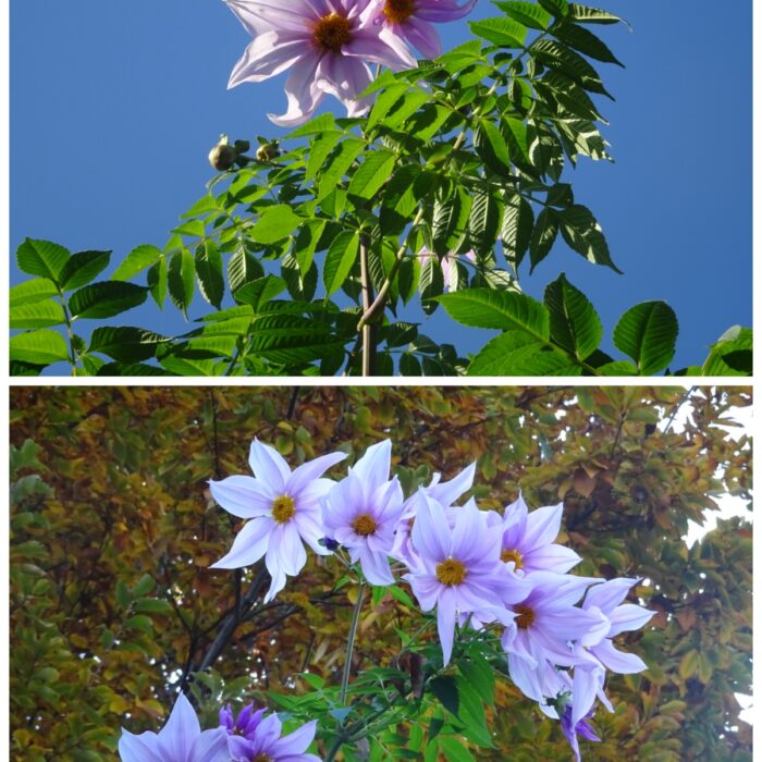 空高く咲く皇帝ダリア