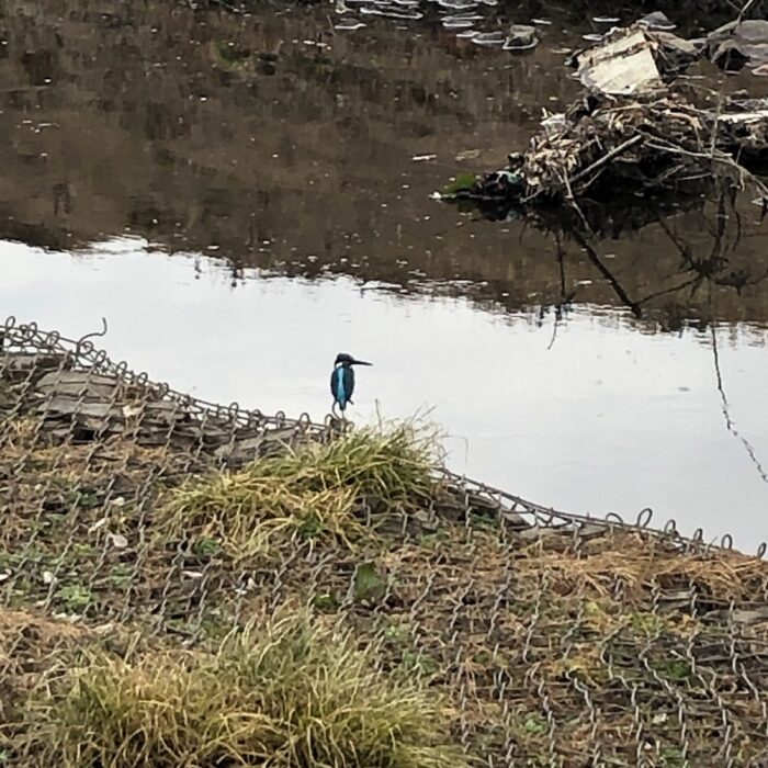 取手のカワセミ
