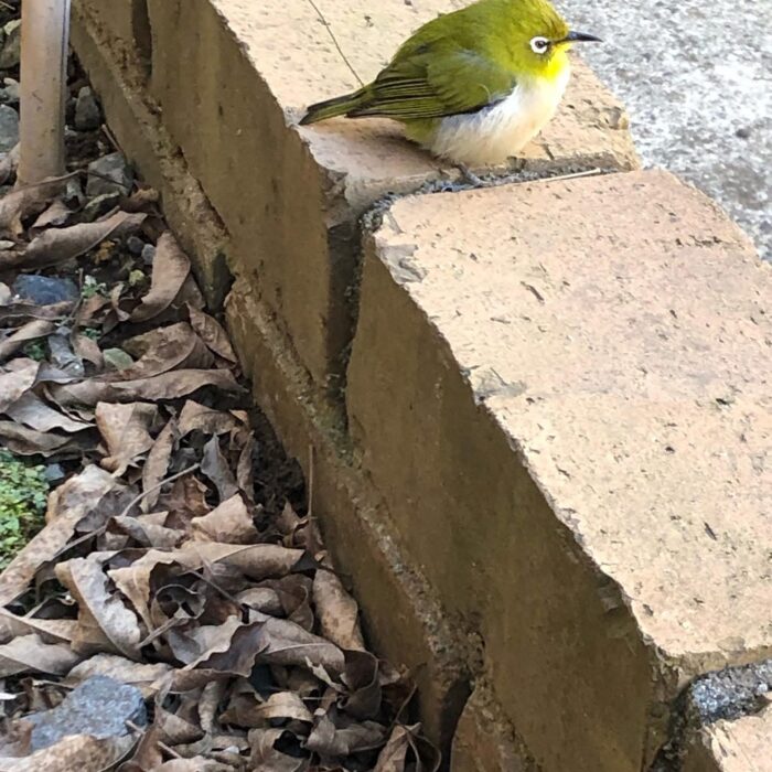 可愛いお客さん