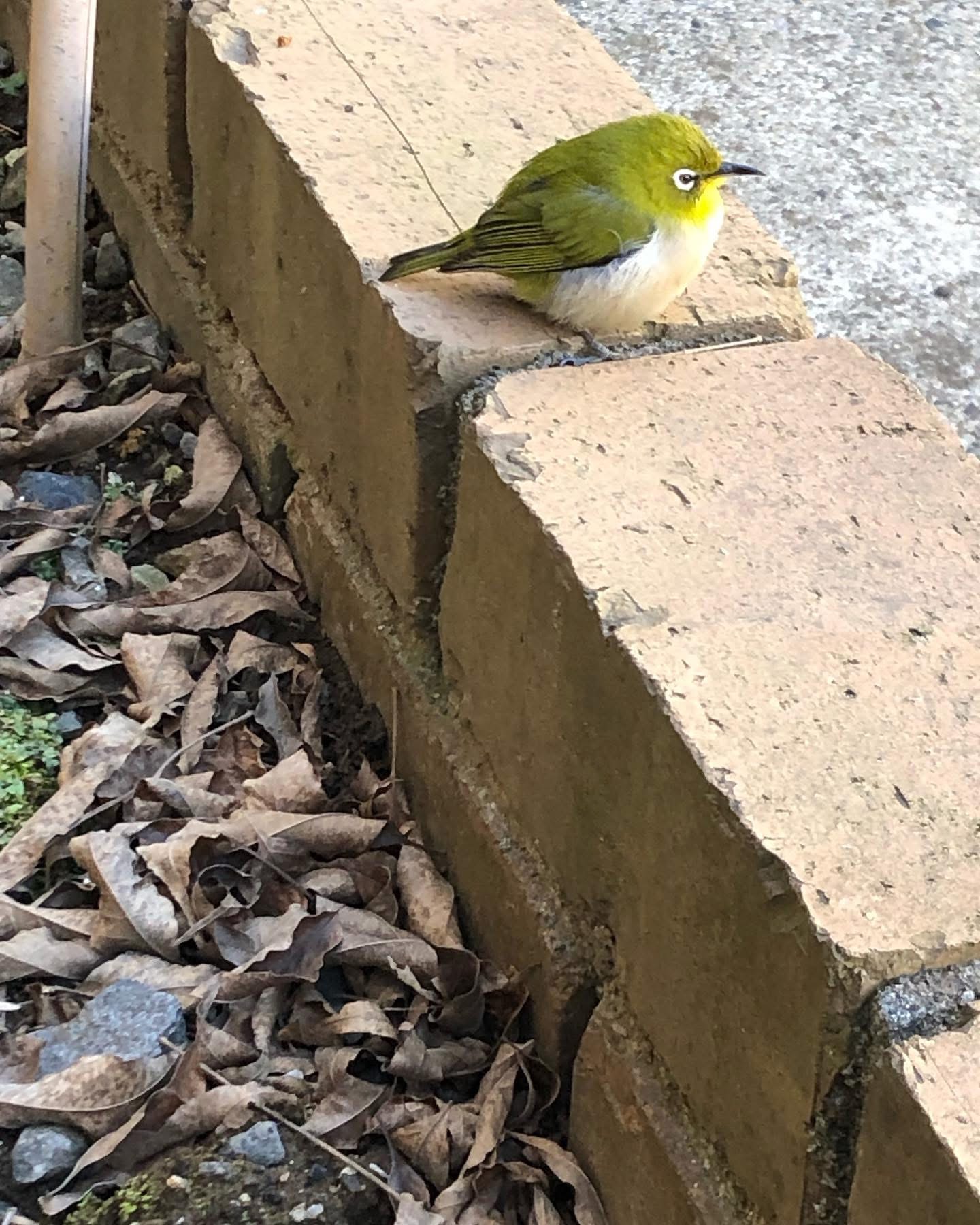 可愛いお客さん