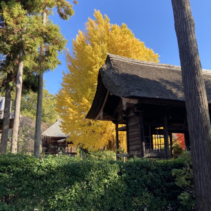 黄金色に染まった東漸寺の大イチョウ