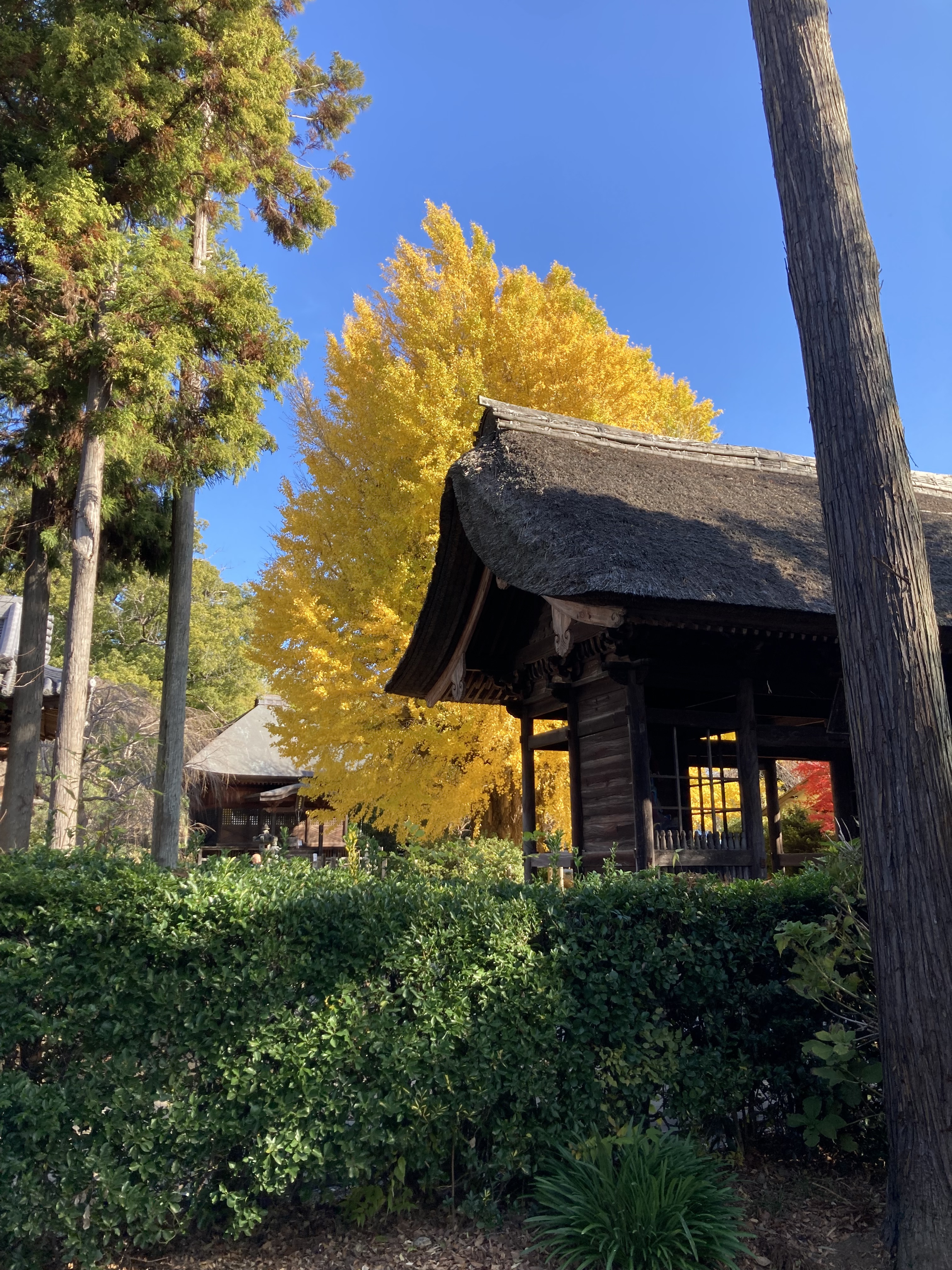 黄金色に染まった東漸寺の大イチョウ