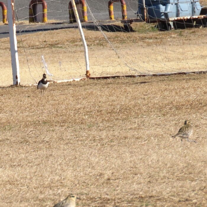 野鳥のサッカーゲーム