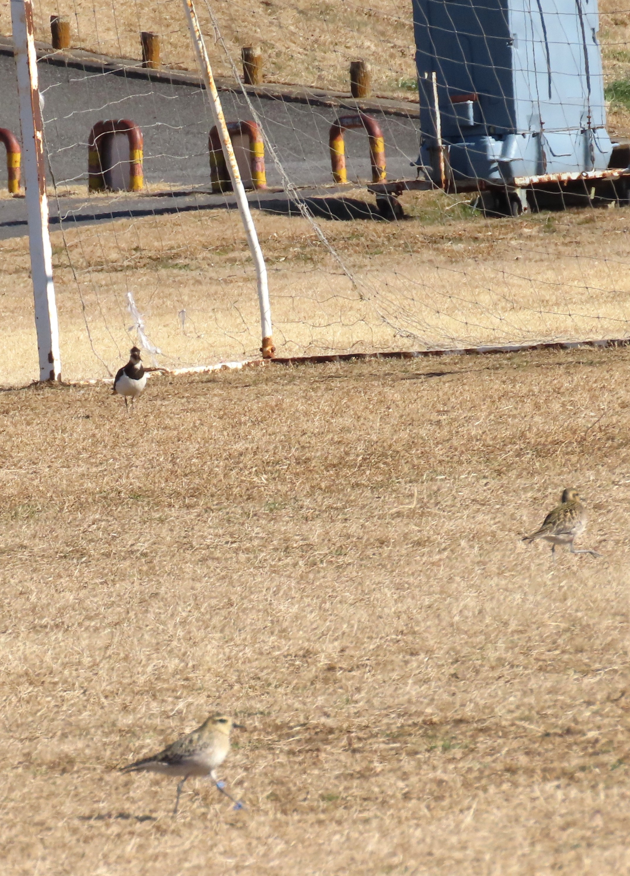 野鳥のサッカーゲーム