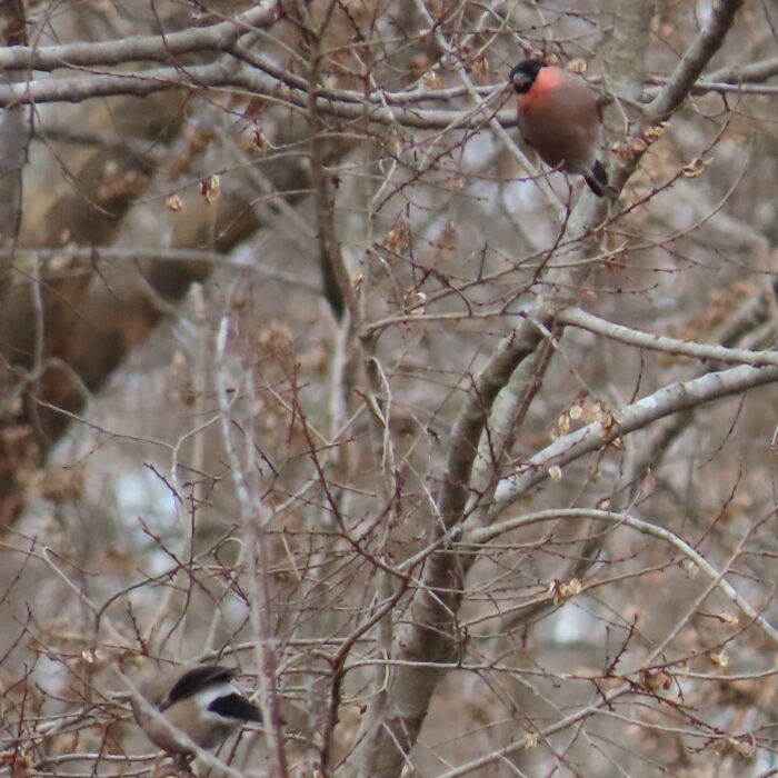 「ウソ」のような？？