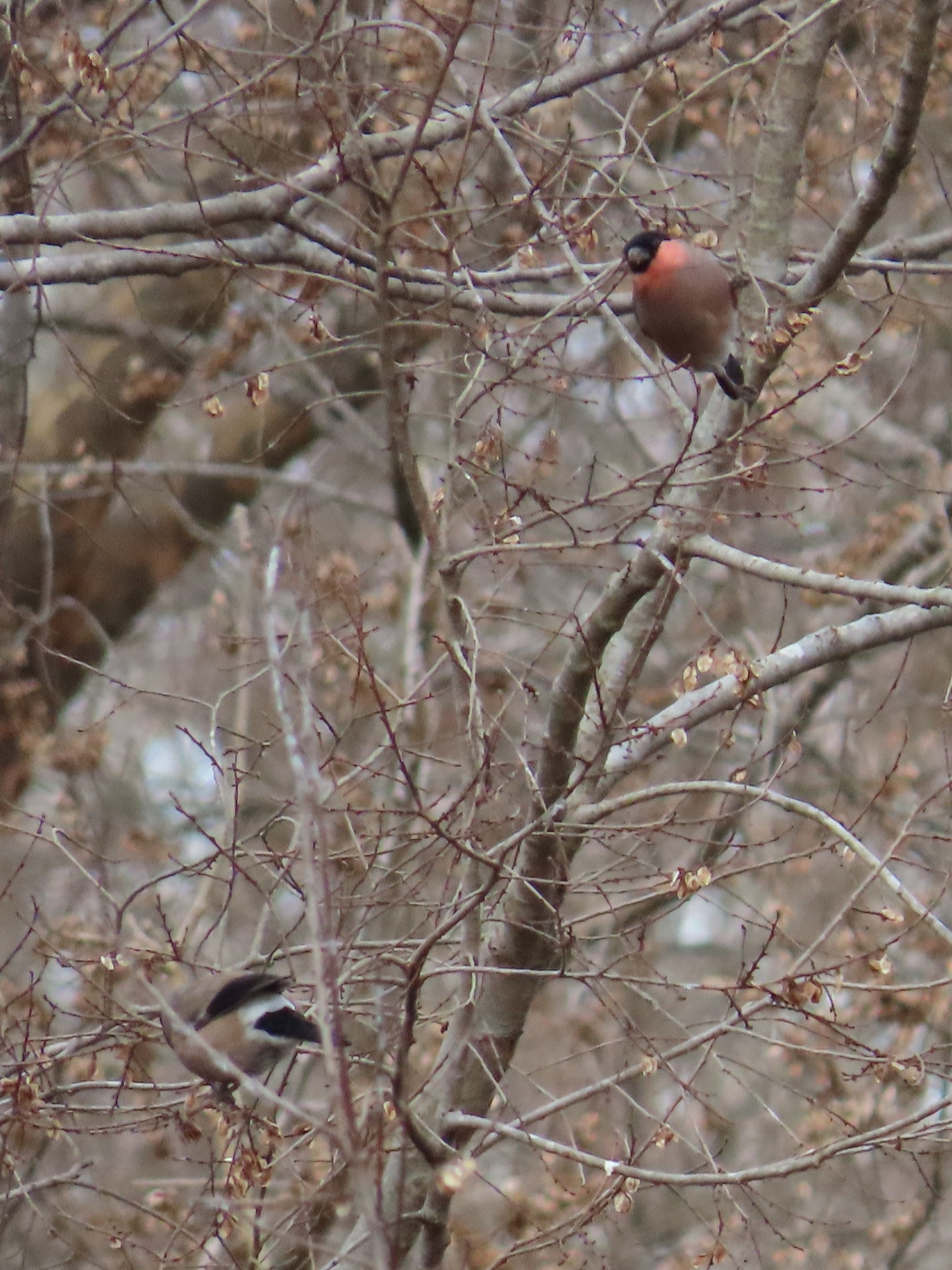 「ウソ」のような？？