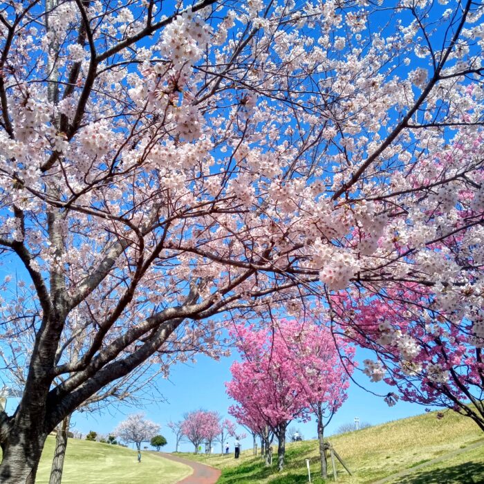 待ち遠しいな〜!!