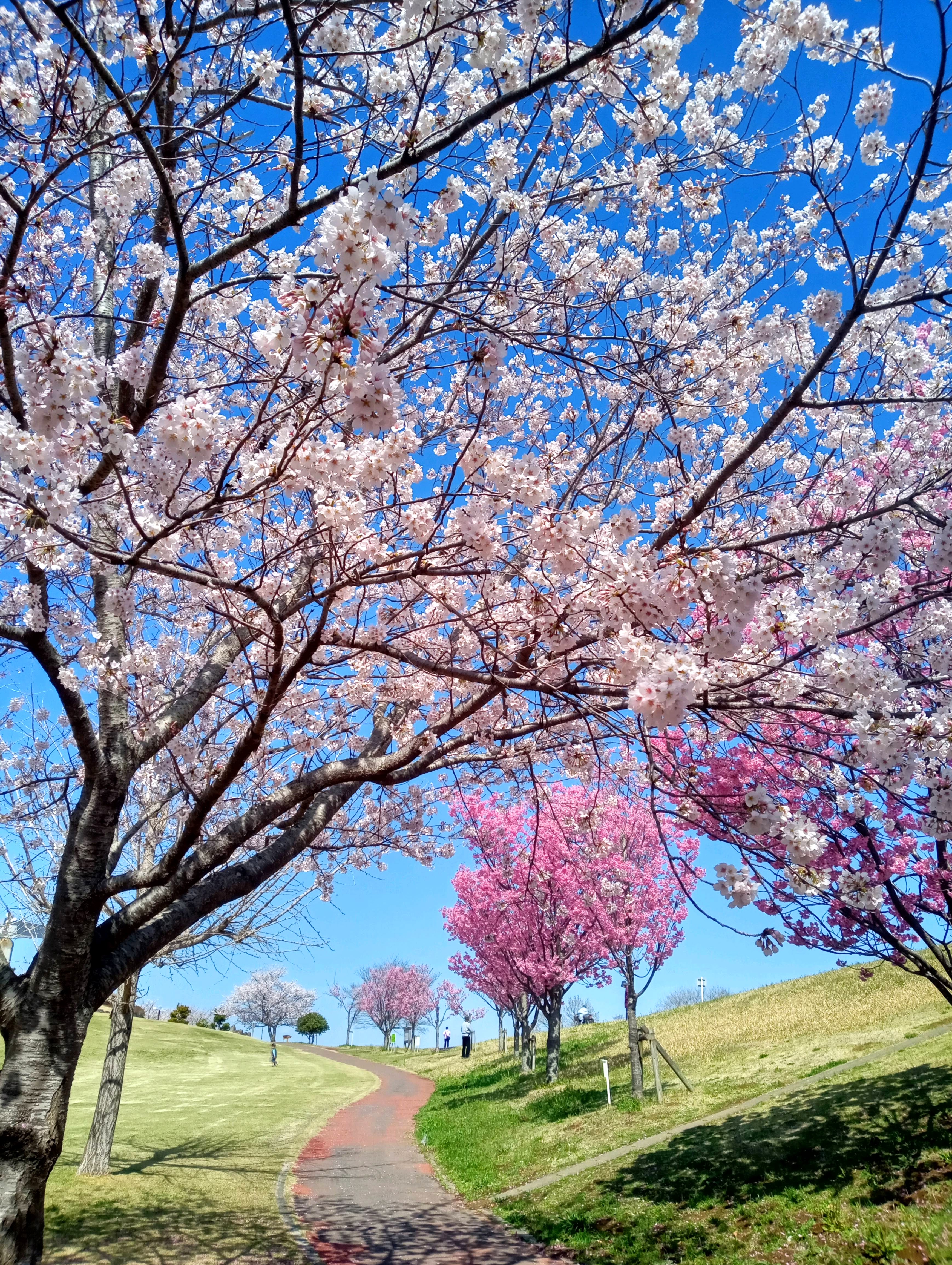 待ち遠しいな〜!!