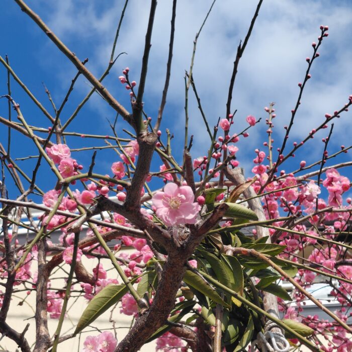 ♪春香る散歩道♪