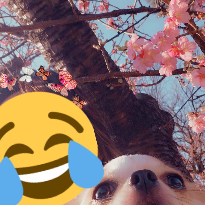 桜と犬と私と、、、蝶々？
