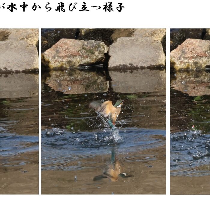 カワセミの瞬間