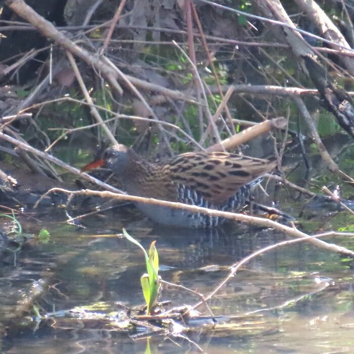 クイナ　(久々に確認したよ！）