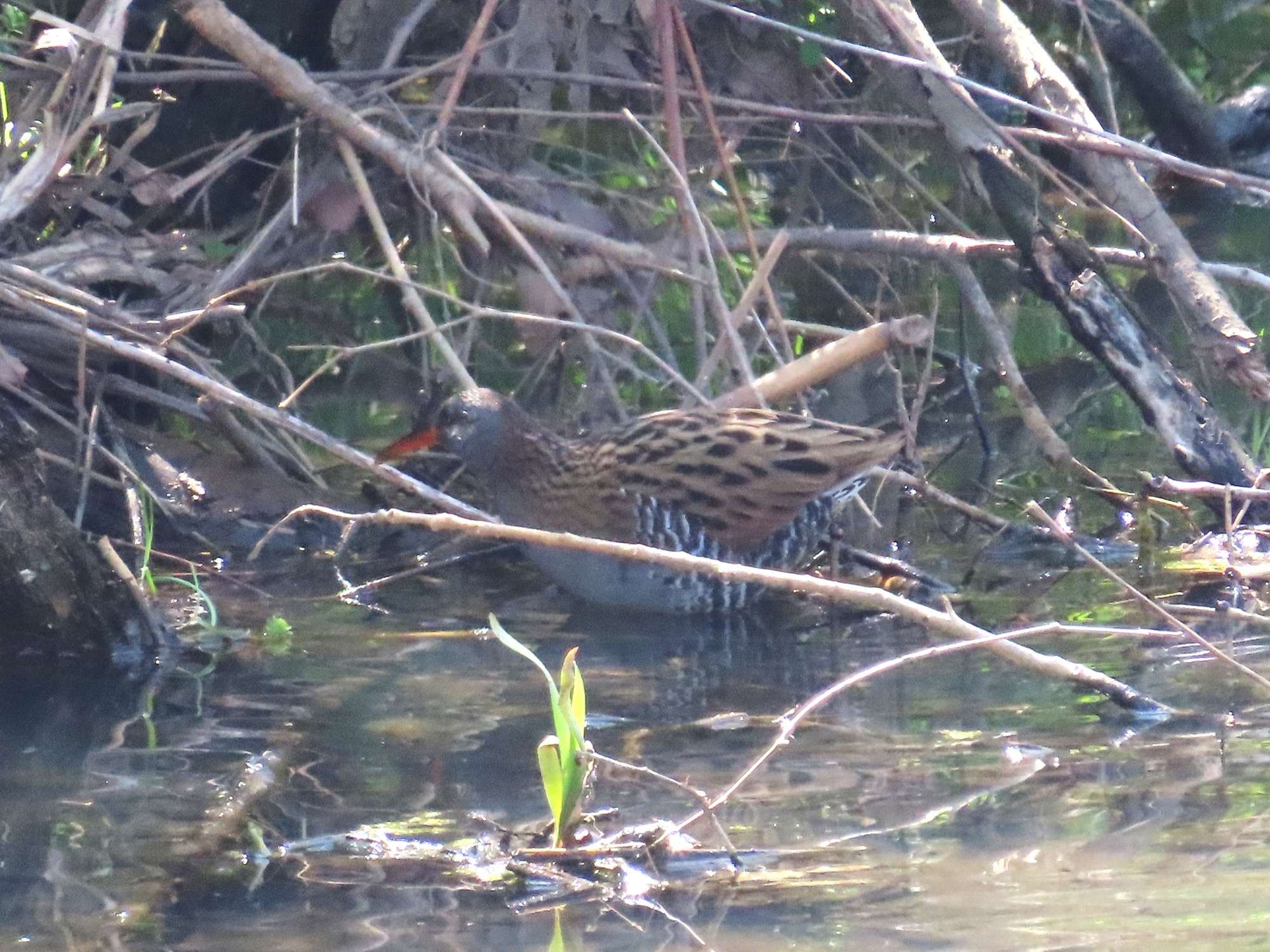 クイナ　(久々に確認したよ！）