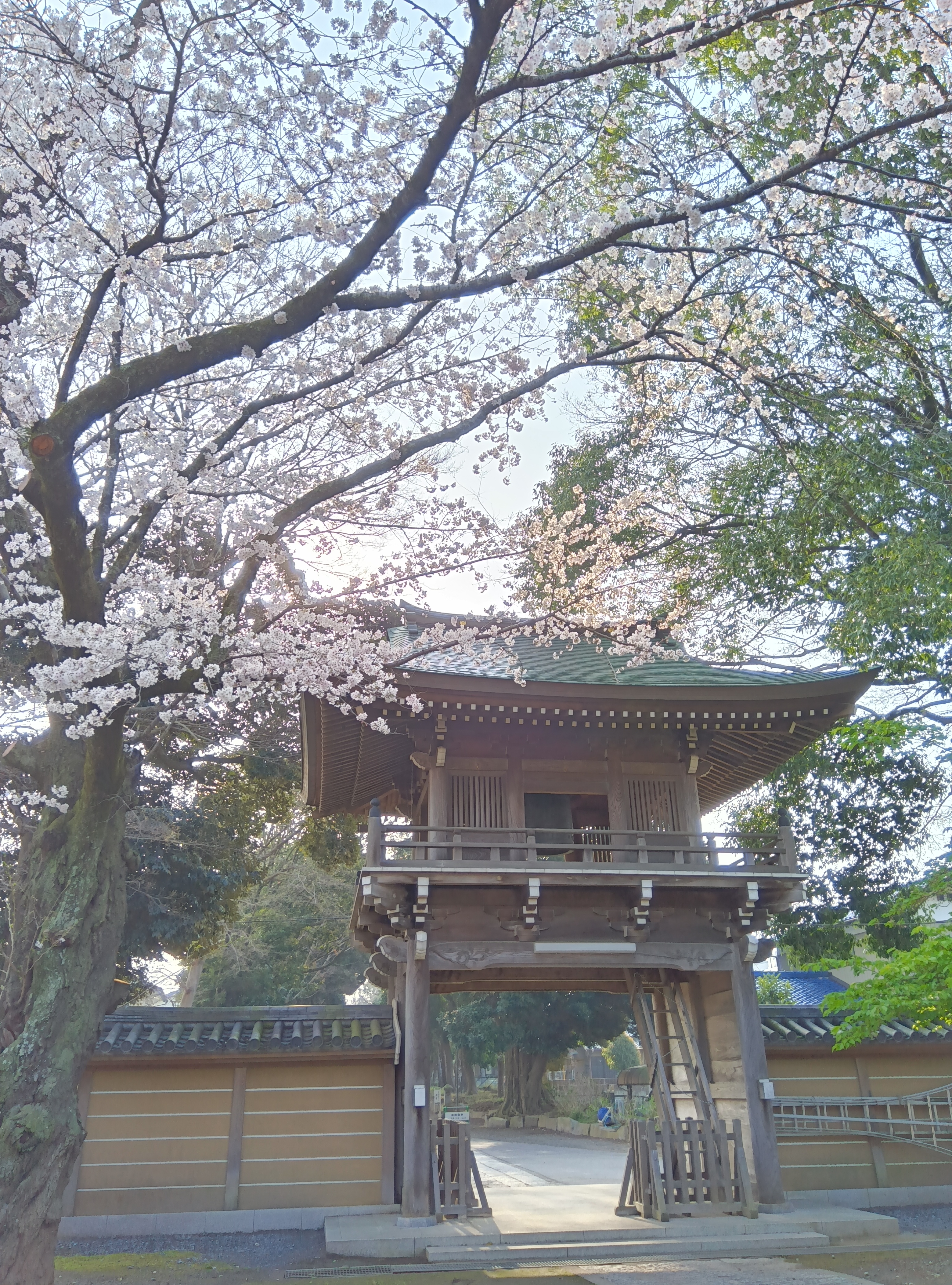 桜