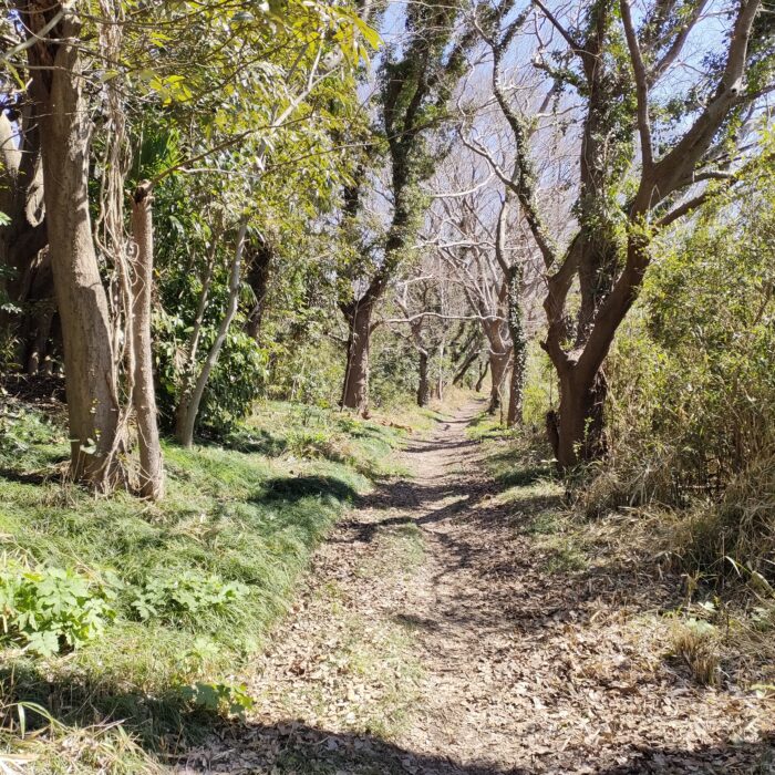 くるみの森　散策