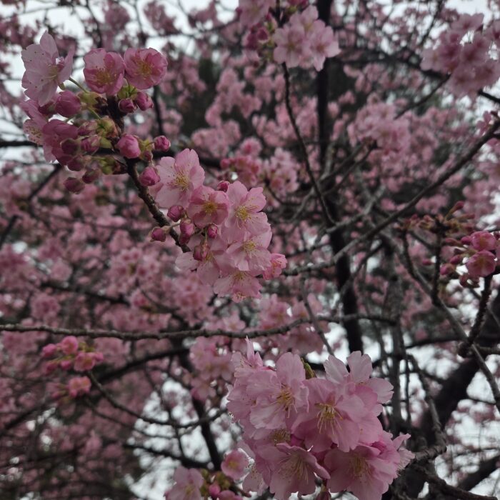 さくらさくら春ですね〜