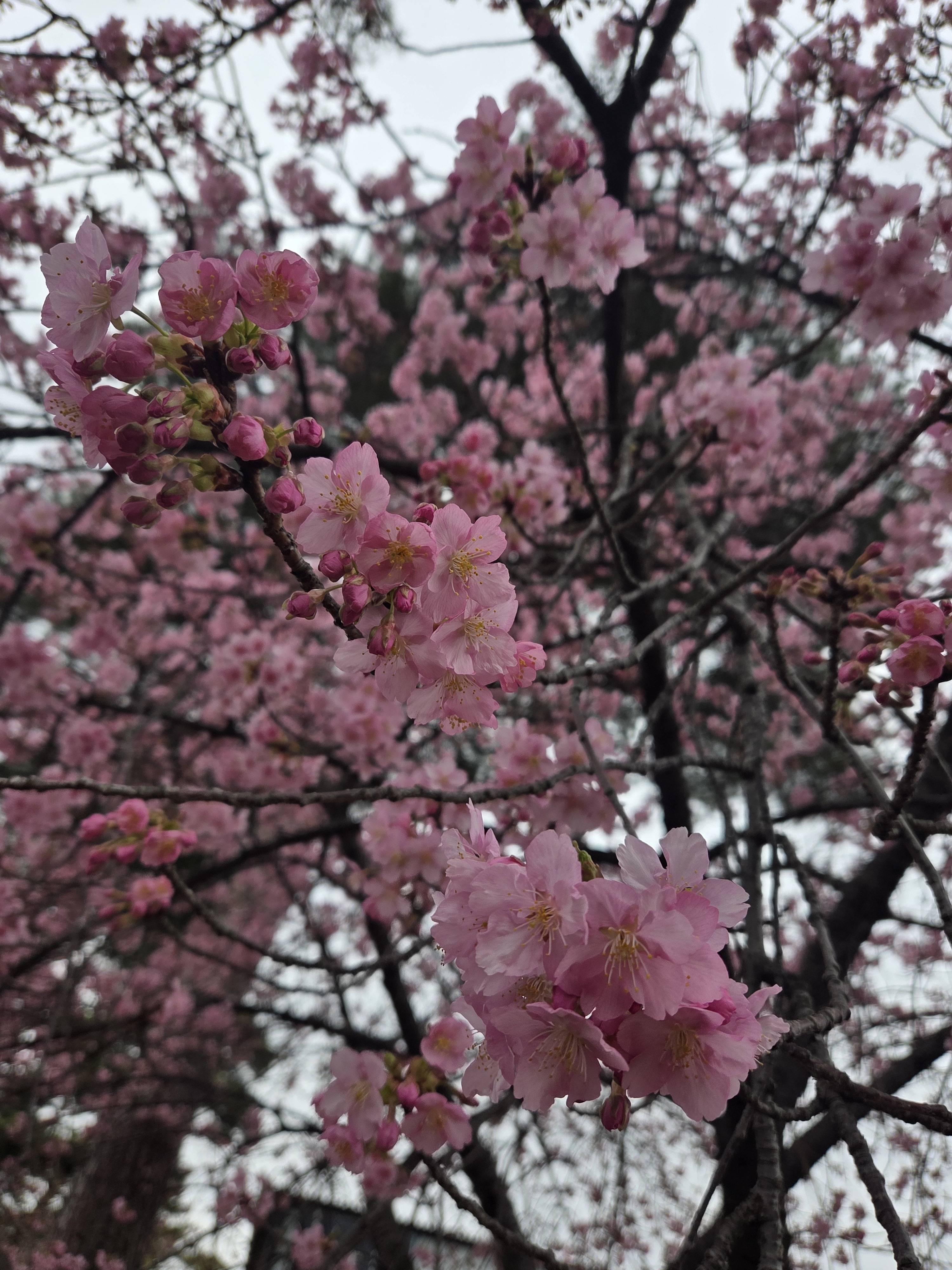 さくらさくら春ですね〜