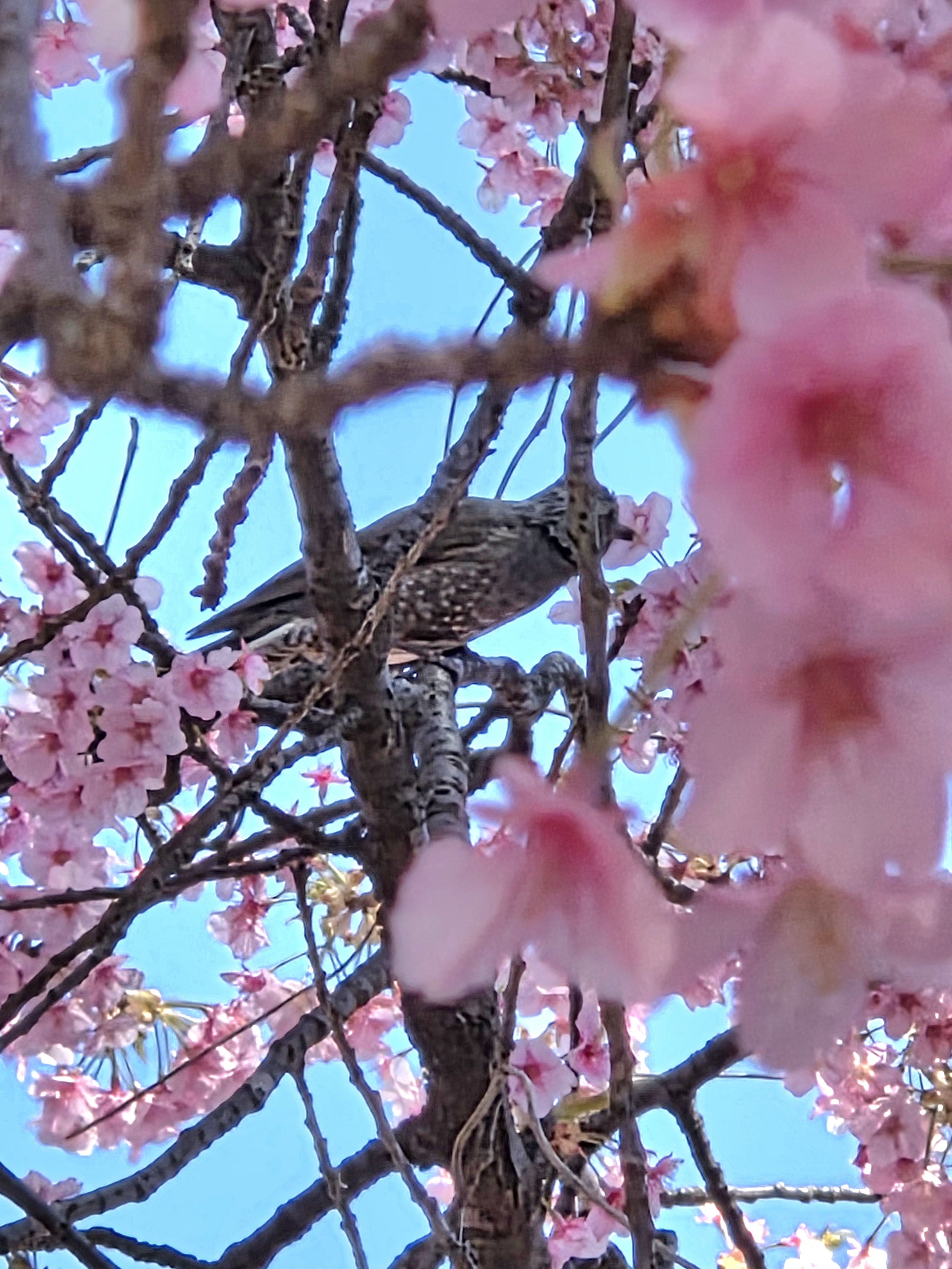 河津桜に鳥の訪問