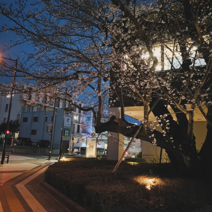 ウェルネスプラザ前の桜