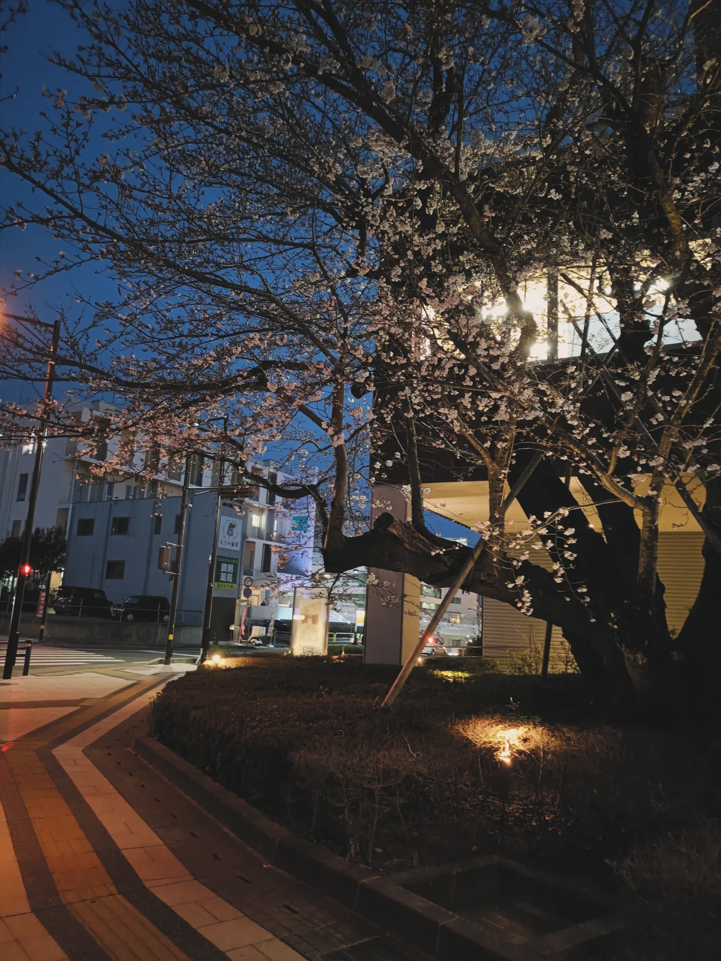 ウェルネスプラザ前の桜