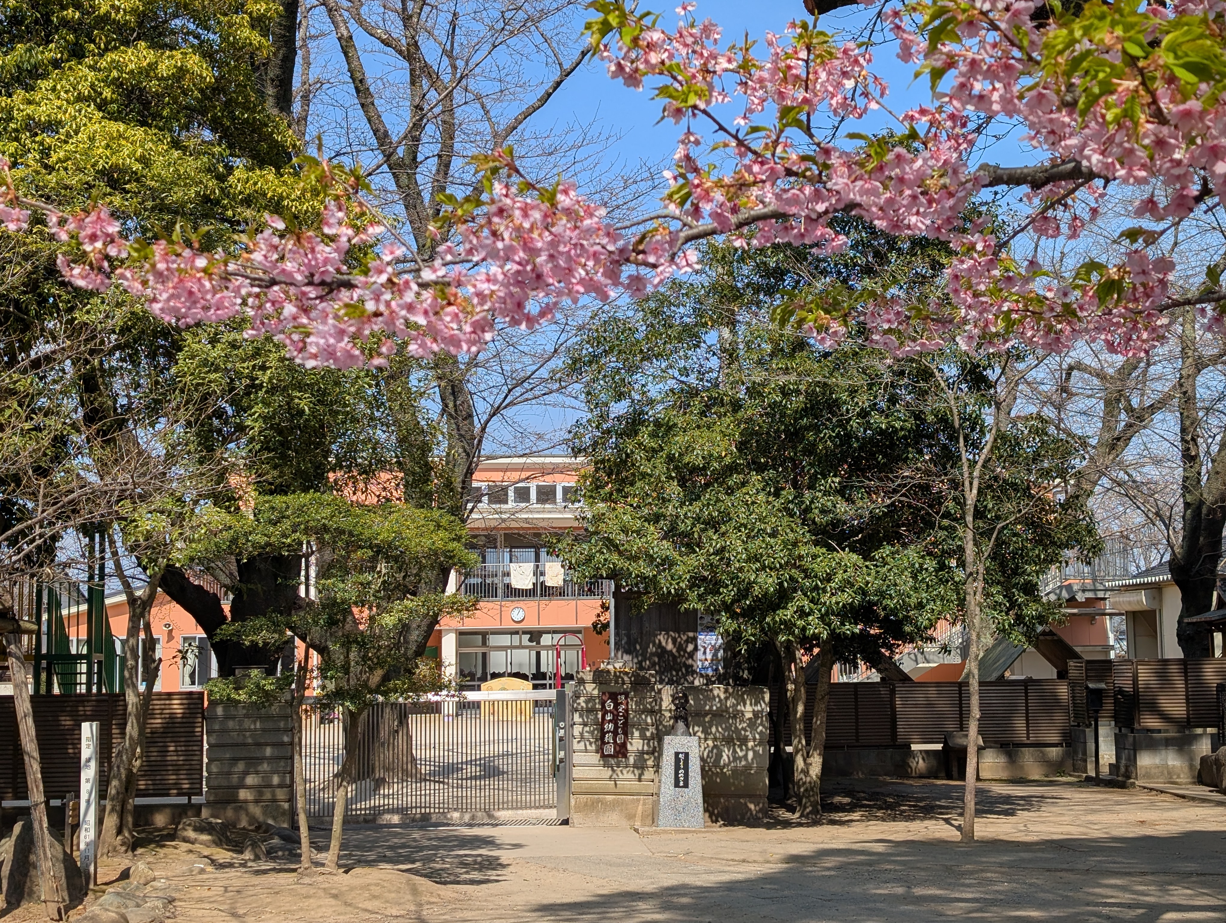 弘経寺のさくら