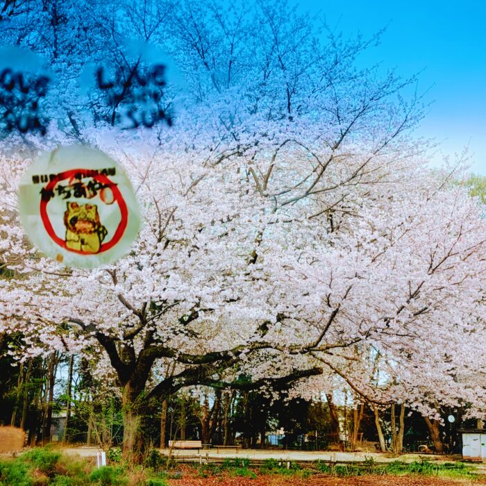 雨の日のあけぼの荘の桜吹雪
