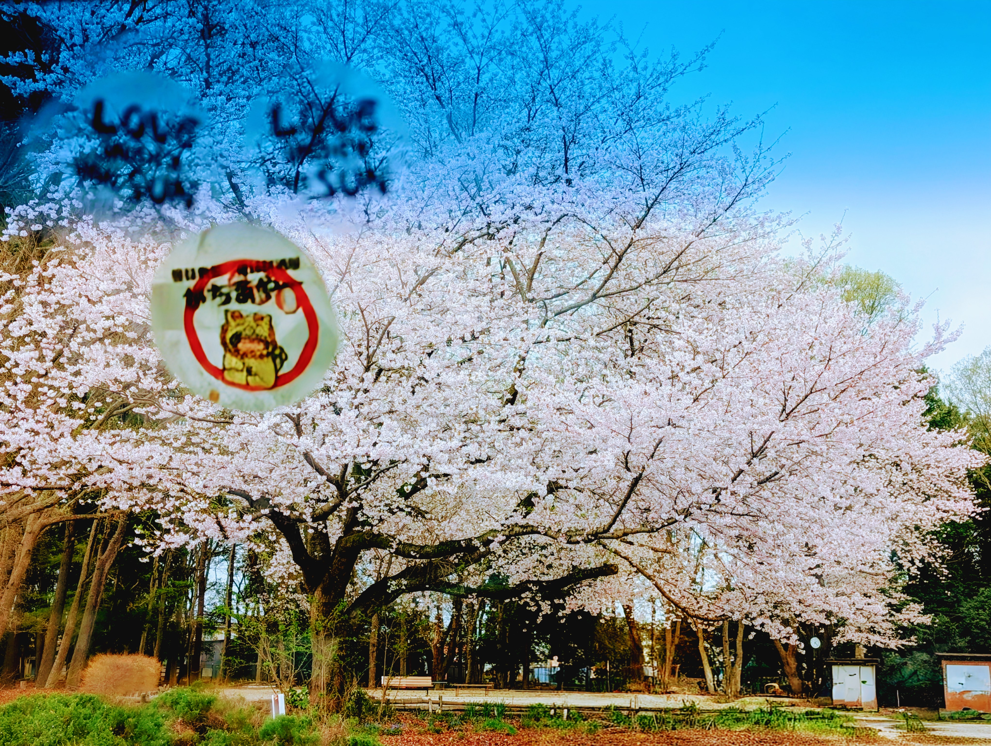 雨の日のあけぼの荘の桜吹雪