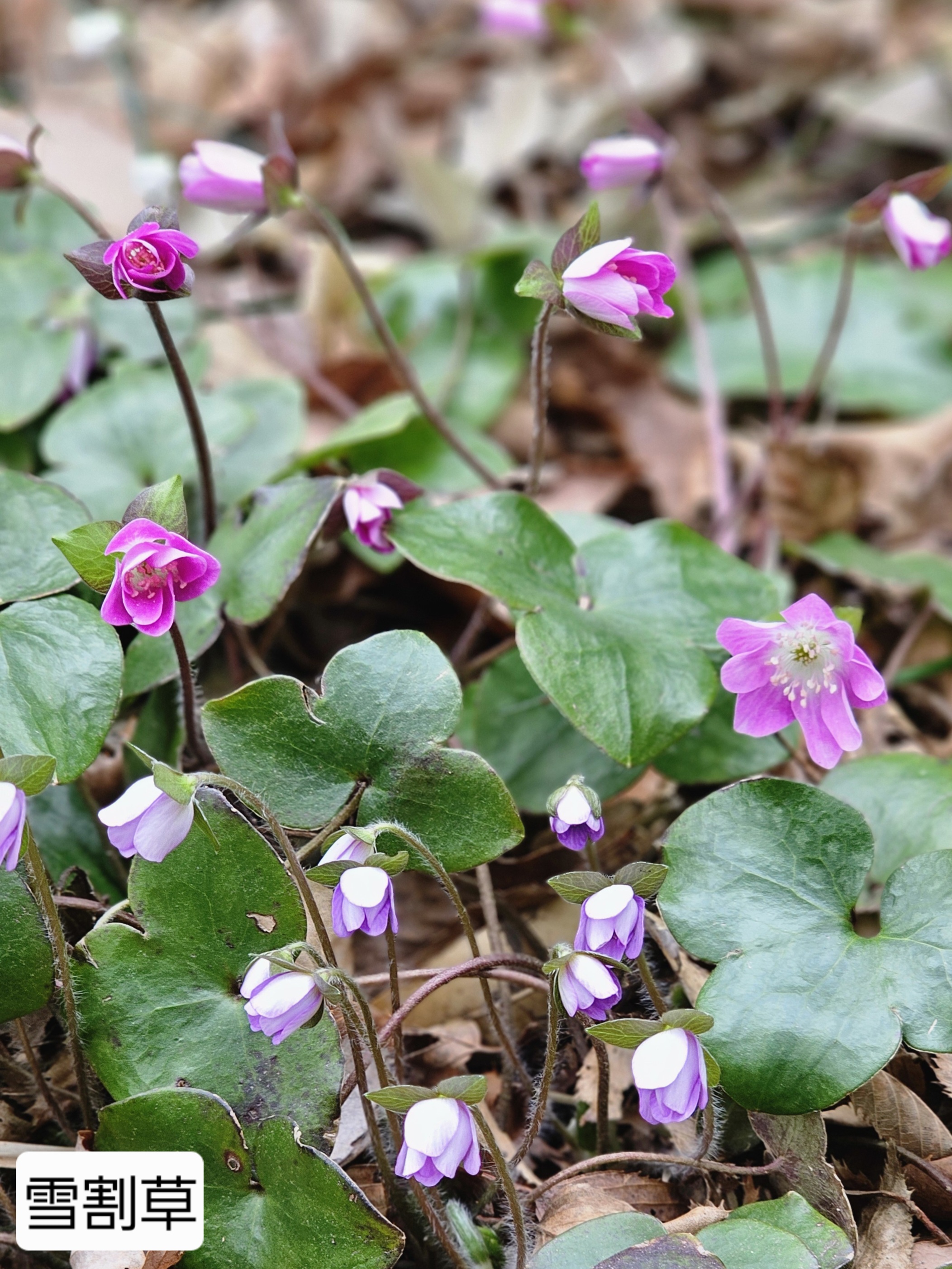 雪割草（ユキワリソウ）